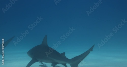 Tigerhai und andere Riffhaie in den Bahams.