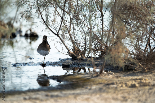 Common snipe at Akser Marsh in the morning hours at Bahrain. photo