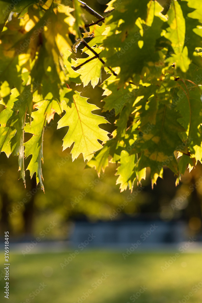 Obraz premium 緑のアカナラの葉 