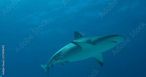 Tigerhai und andere Riffhaie in den Bahams.