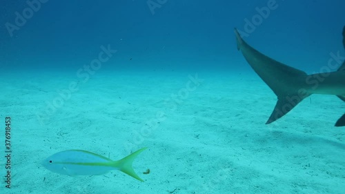 Tigerhai und andere Riffhaie in den Bahams.