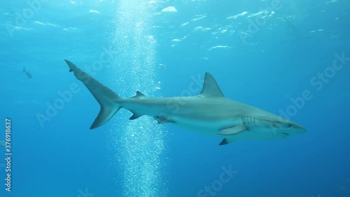 Tigerhai und andere Riffhaie in den Bahams.