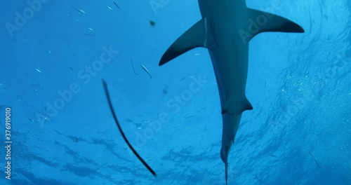 Tigerhai und andere Riffhaie in den Bahams.