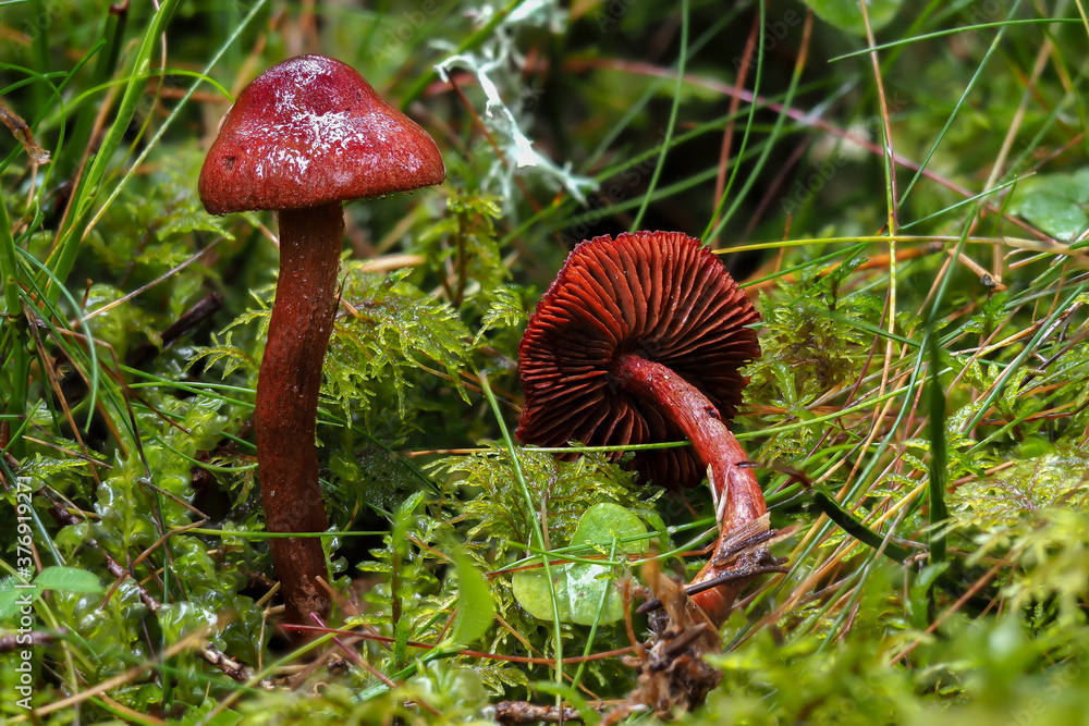 The Bloodred Webcap (Cortinarius sanguineus) - poisonous The Bloodred Webcap (Cortinarius sanguineus) - poisonous