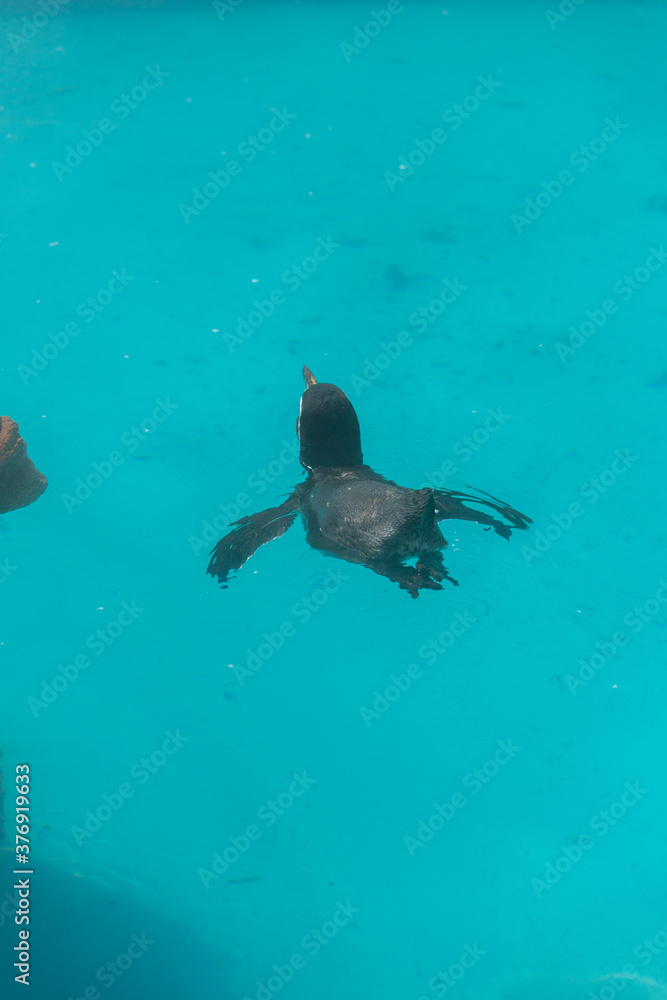 Obraz premium 動物園の泳いているペンギン