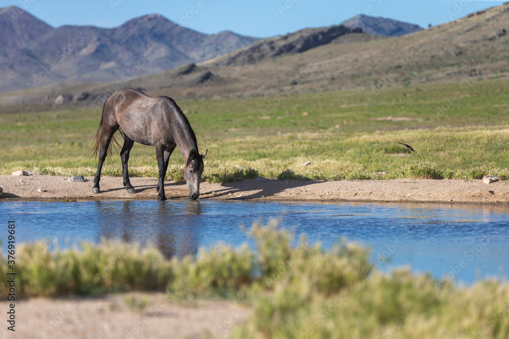 Fototapeta premium Wild horses in Utah Great Desert Basin