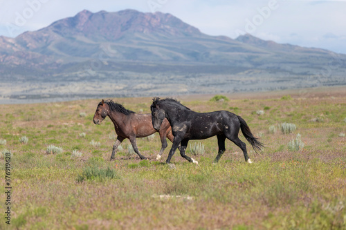 Wild horses in Utah Great Desert Basin © Dennis Donohue
