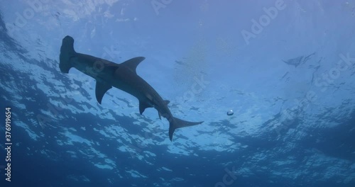 Tigerhai und andere Riffhaie in den Bahams.