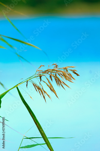 Dry cane on the background of nature. Dry reed branch © Natalia