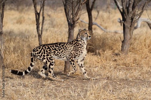 Rare King Cheetah in South Africa