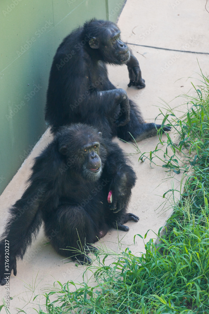 Fototapeta premium 芋を食べている動物園のチンパンジー