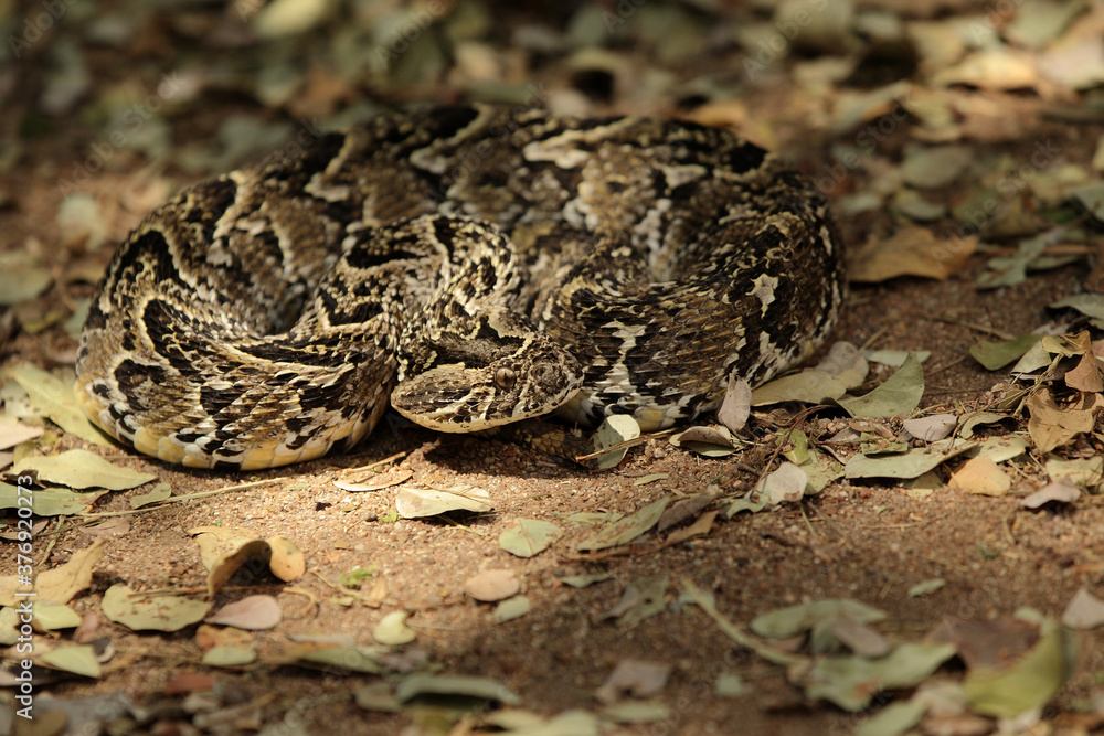 African Puff Adder Snake African Puff Adder Snake