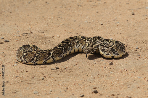 African Puff Adder Snake