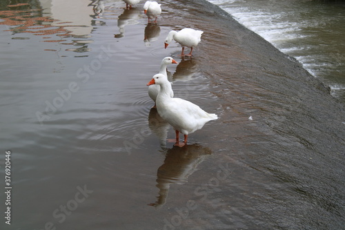 Row of swans in Plencia waters photo