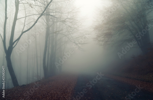 Misty road in the forest