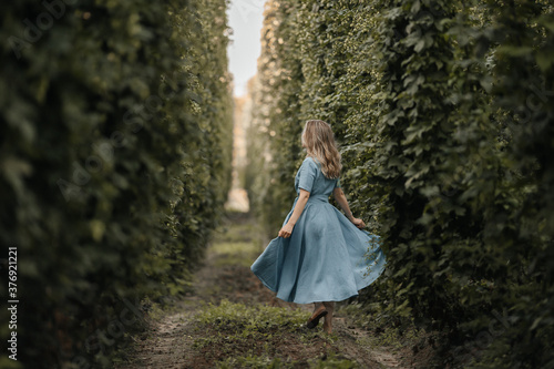 a girl in a blue dress runs between rows of hop plantations