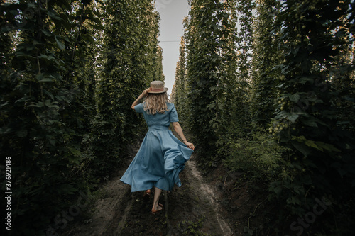 a girl in a blue dress runs between rows of hop plantations