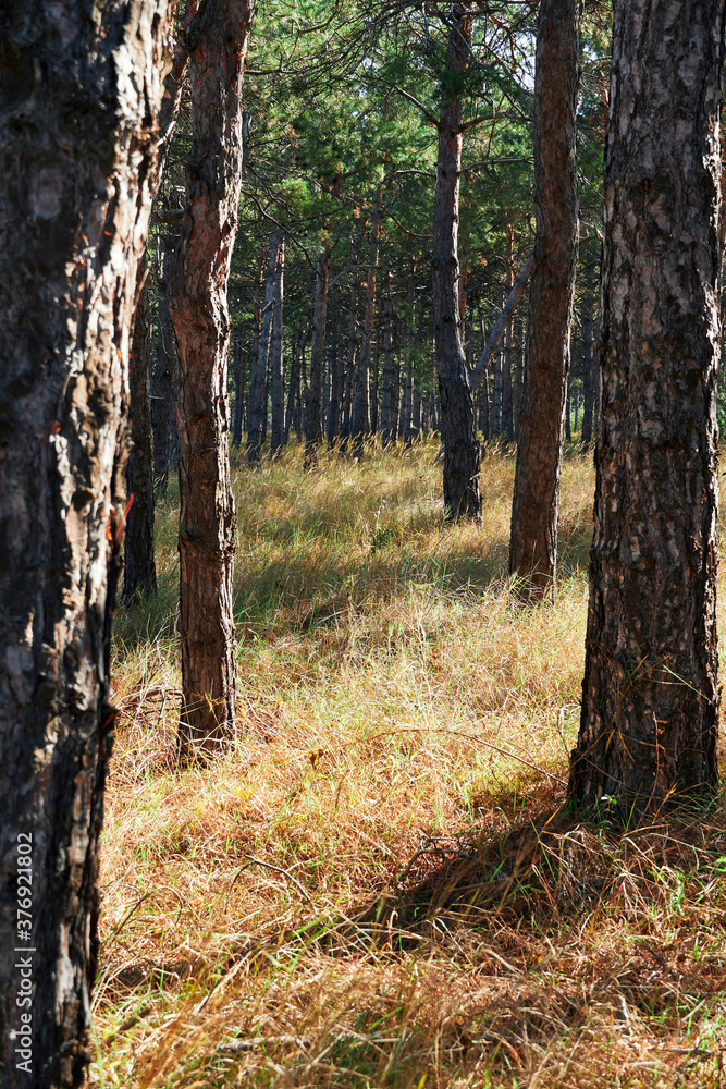 forest on a bright day - beautiful autumn landscape and wildlife forest on a bright day - beautiful autumn landscape and wildlife