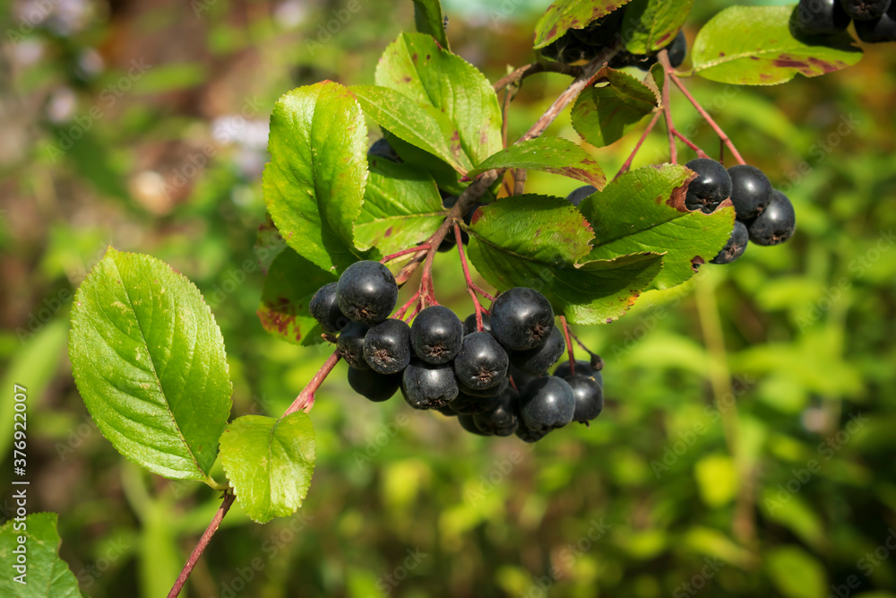 Bright branch with green leaves and black berries Bright branch with green leaves and black berries