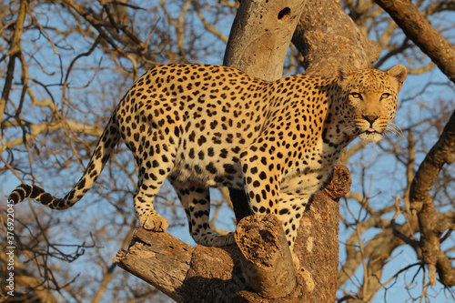 Leopard in a tree South Africa