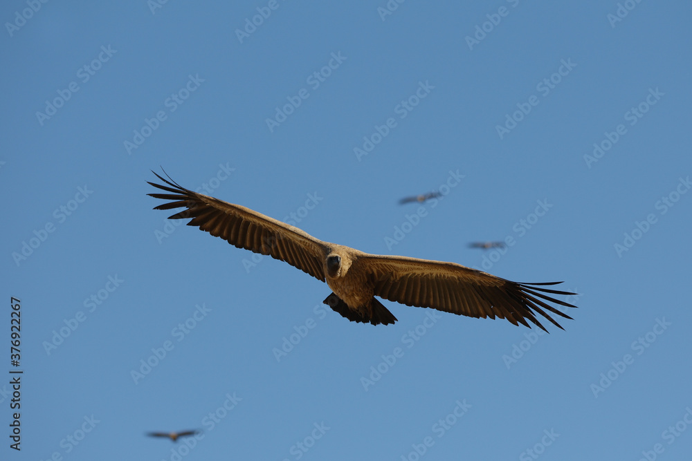 Vultures in South Africa