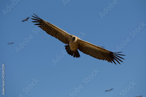 Vultures in South Africa