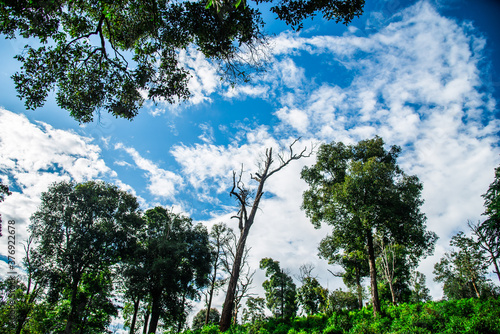 Trees, sky and clouds, nature background