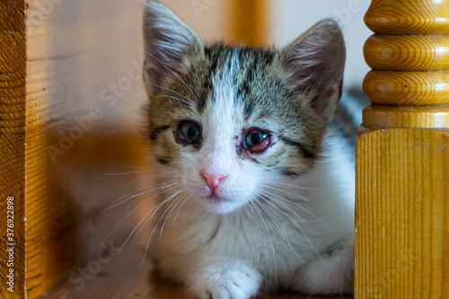 Cute Kitten With Infected Eyes