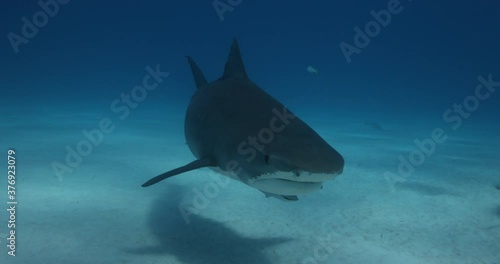 Tigerhai und andere Riffhaie in den Bahams.