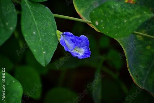 Blue pea flower close up photo