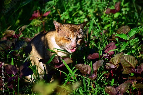 Cute cat in outdoor garden
