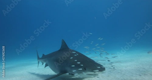 Tigerhai und andere Riffhaie in den Bahams.