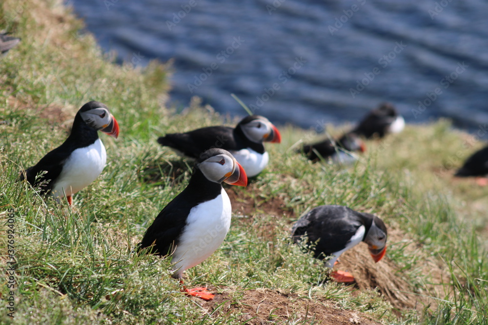 Fototapeta premium Puffins in East Iceland