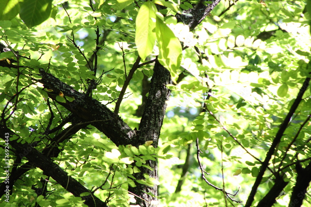 green leaves in the forest green leaves in the forest
