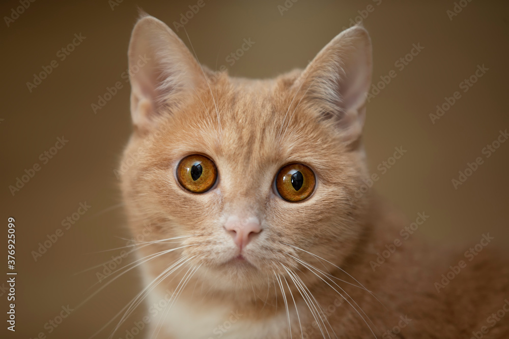 The muzzle of a ginger cat with yellow frightened eyes.
