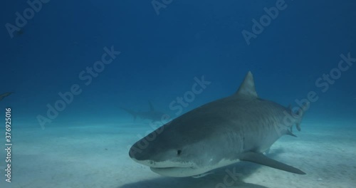 Tigerhai und andere Riffhaie in den Bahams.
