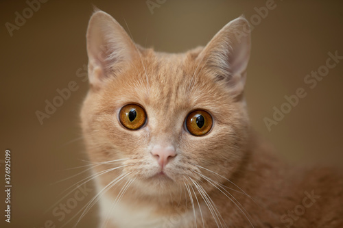 The muzzle of a ginger cat with yellow frightened eyes. © Светлана Лазаренко