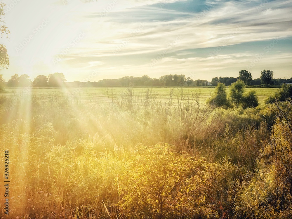 morning in the field