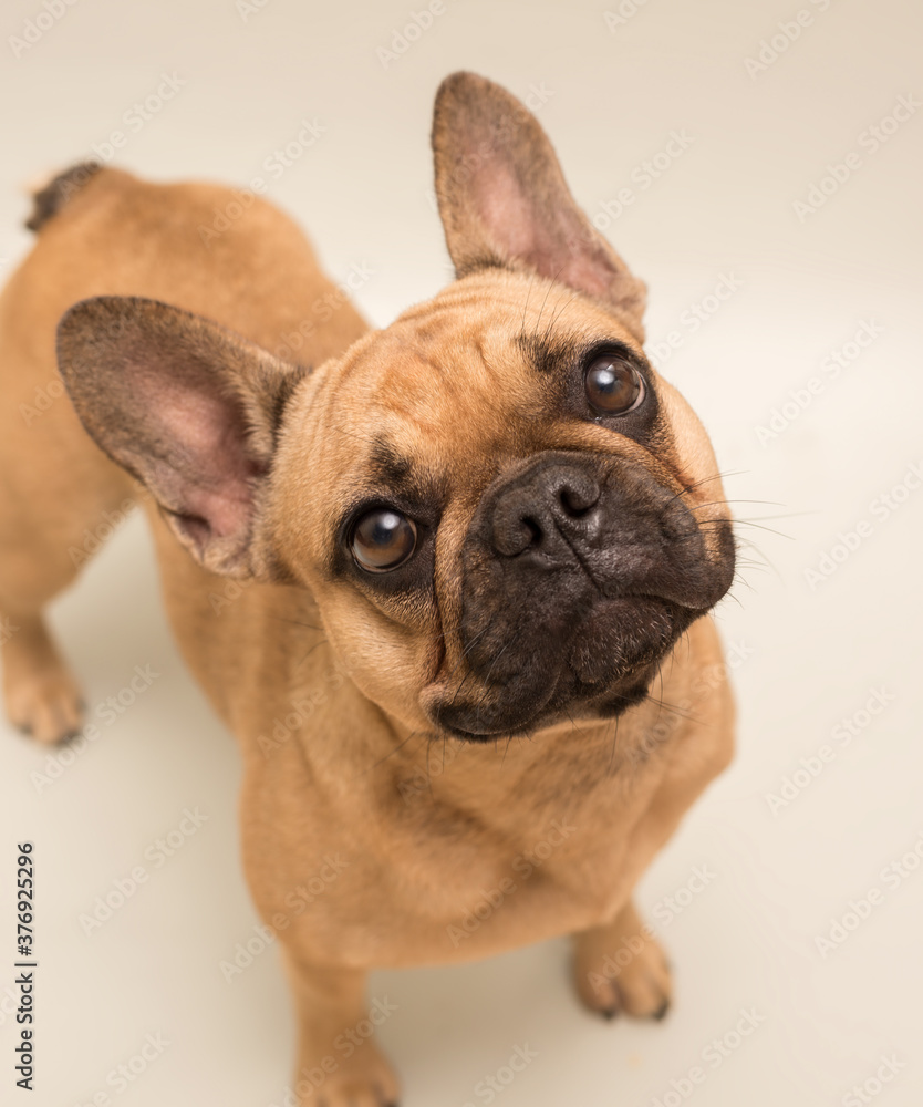 Obraz premium Adorable young French Bulldog. Close up portrait of a dog