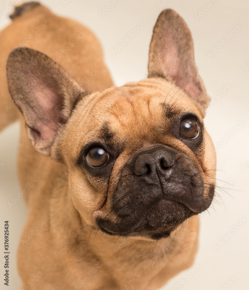 Adorable young French Bulldog. Close up portrait of a dog