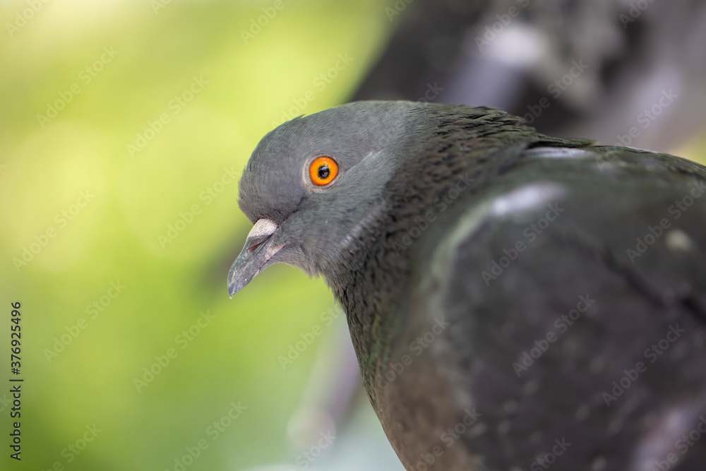 Fototapeta premium Urban pigeon close-up on a green background.