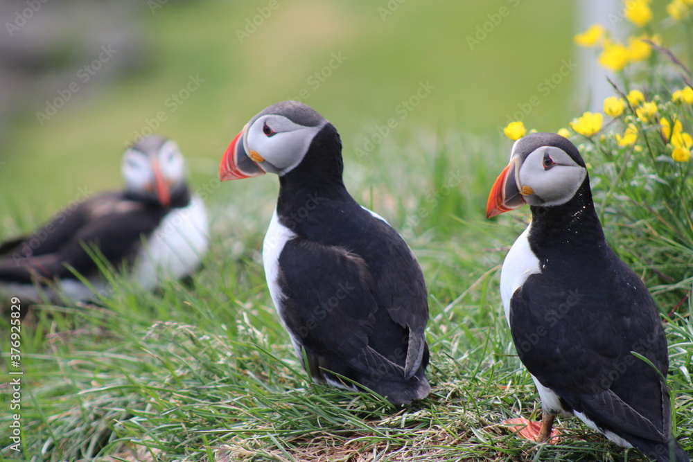 Fototapeta premium Puffins in North East Iceland 