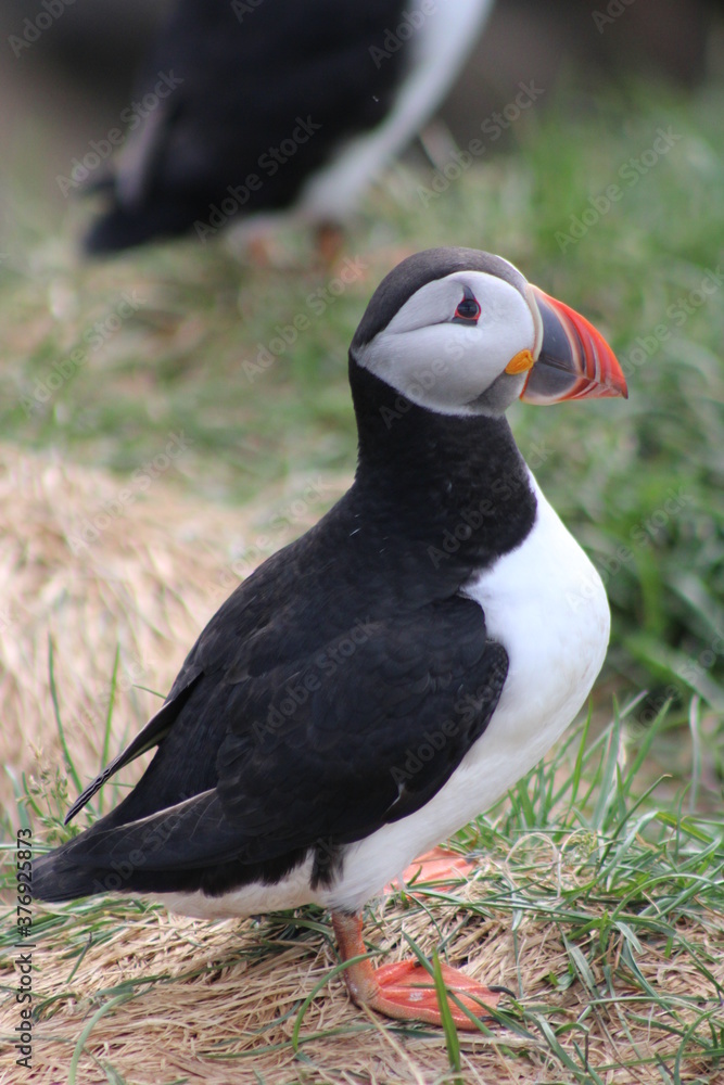 Naklejka premium Puffins in North East Iceland 