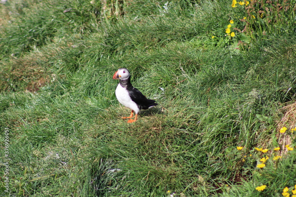Obraz premium Puffins in North East Iceland 