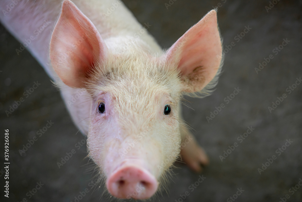 A pig that looks healthy in local ASEAN pig farm at livestock. The concept of standardized and clean farming without local diseases or conditions that affect pig growth or fecundity A pig that looks healthy in local ASEAN pig farm at livestock. The concept of standardized and clean farming without local diseases or conditions that affect pig growth or fecundity