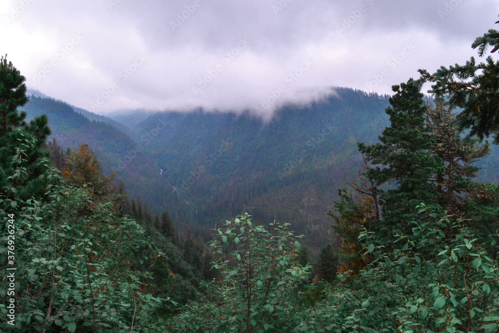 green foliage and coniferous trees in Baikal siberian blue mountain ridge in white clouds, morning