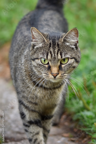 Wallpaper Mural Fierce looking tabby cat (Felis catus) with green eyes, shallow depth of field macro photography Torontodigital.ca
