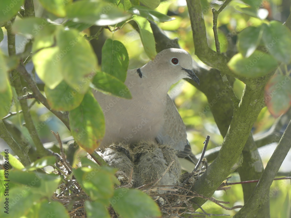 Collared Dove Chicks and Hen, Kent, UK Collared Dove Chicks and Hen, Kent, UK