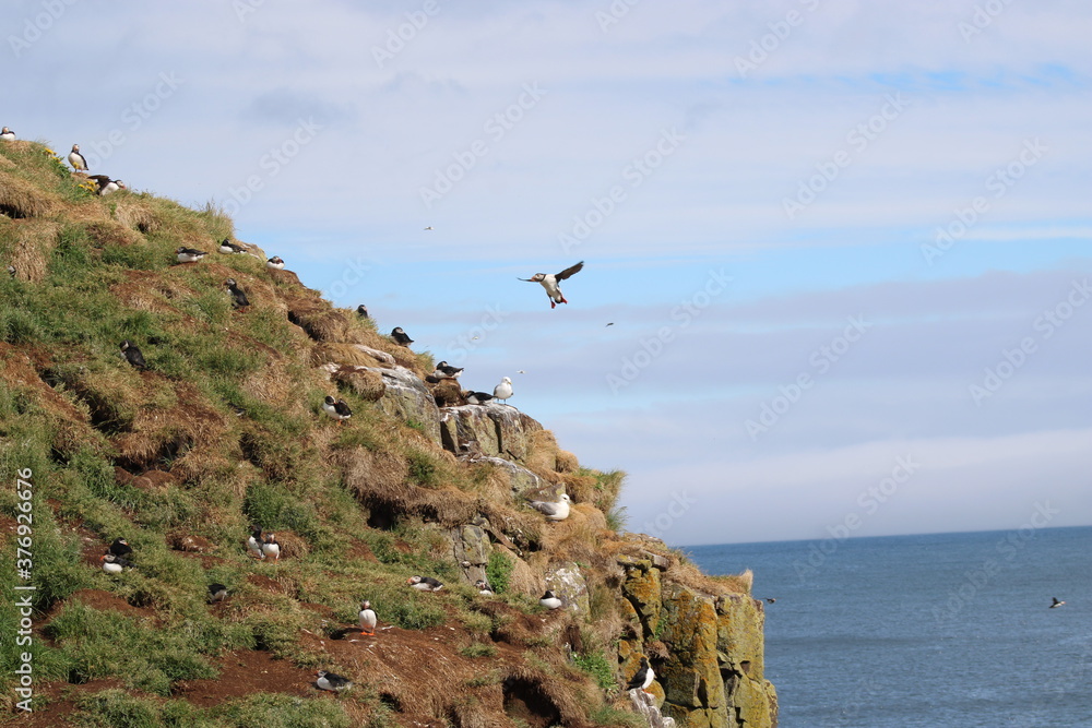 Puffins in North East Iceland Puffins in North East Iceland
