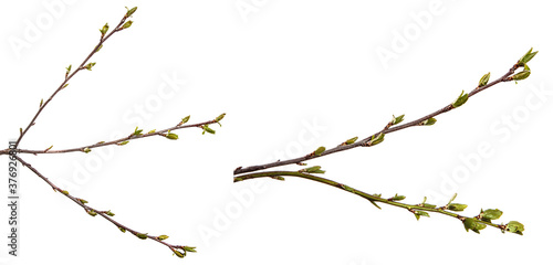 tree branch with small green leaves. isolated on white background. set, collection